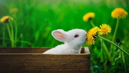 关于举办2025中国足球协会杯决赛的通知